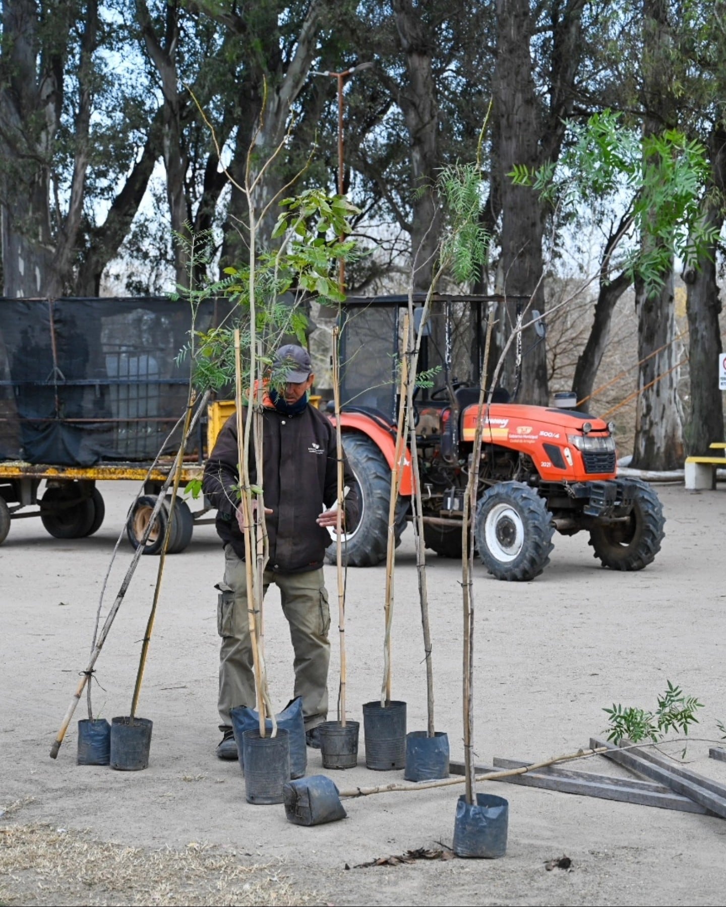 Arroyito nueva plantación de 30 ejemplares de árboles autóctonos en la zona del Balneario.