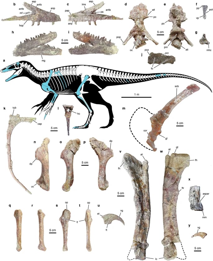 Joaquinraptor casali, un depredador argentino