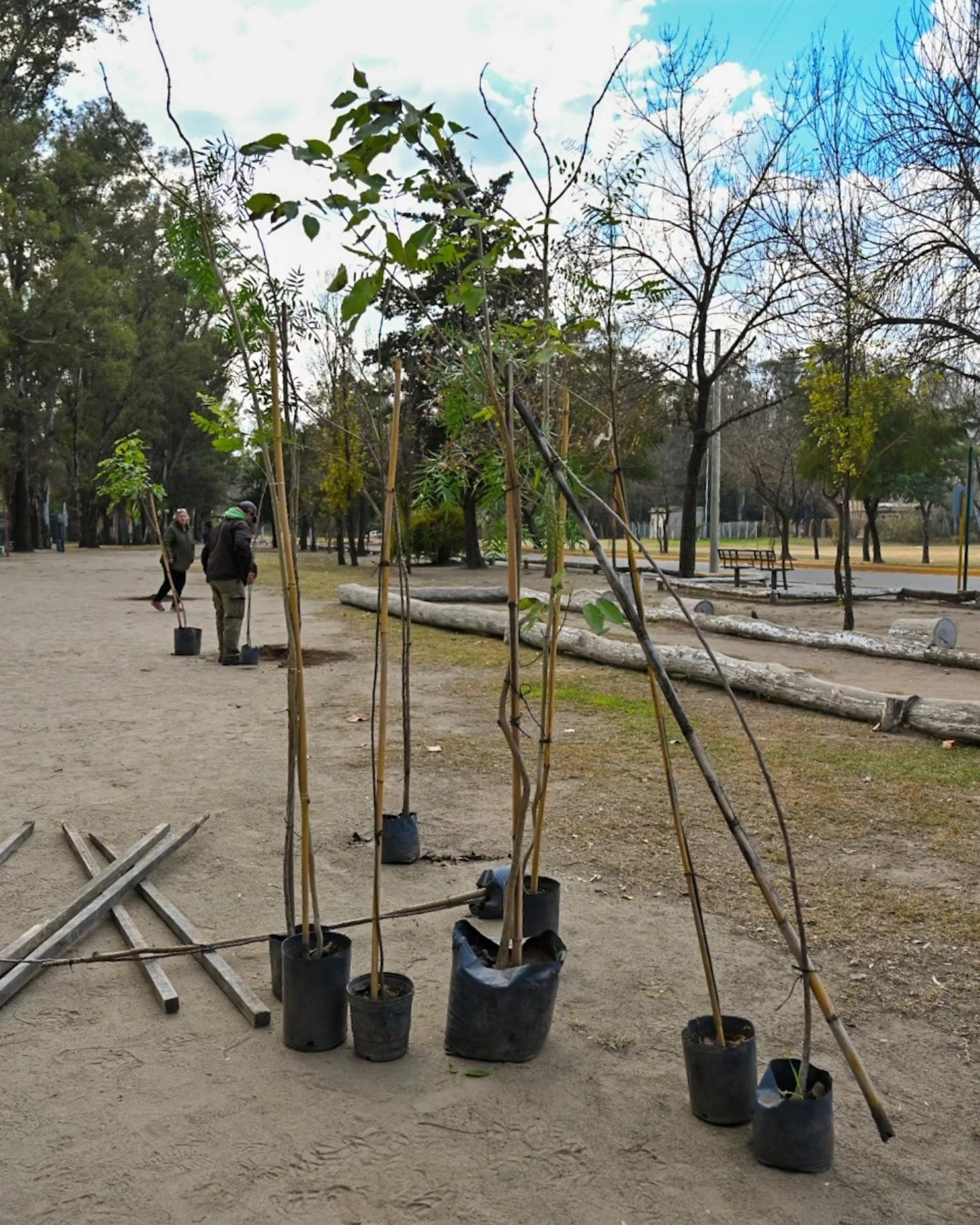 Arroyito nueva plantación de 30 ejemplares de árboles autóctonos en la zona del Balneario.