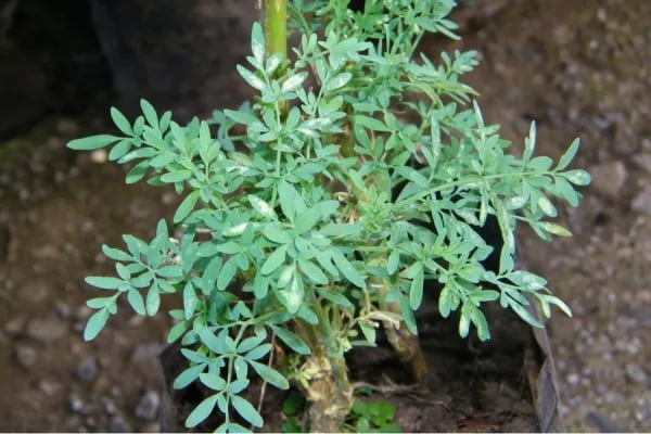 Planta de ruda