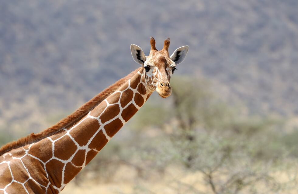 Una mujer causó indignación en redes por cazar una jirafa y posar con su corazón