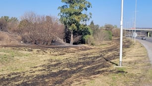 Un exótico animal fue visto en Córdoba y sorprendió a los vecinos y las vecinas. (Ilustrativa)
