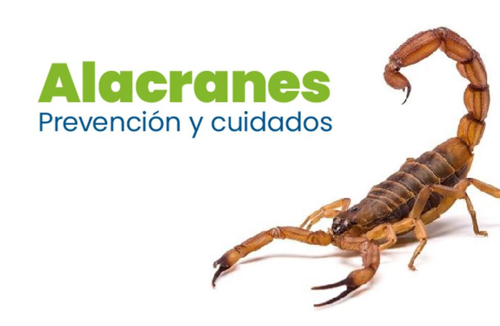 Alacranes: conocé las medidas preventivas para evitar picaduras