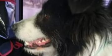 El perro que perdió a su amigo en un accidente en Trelew.