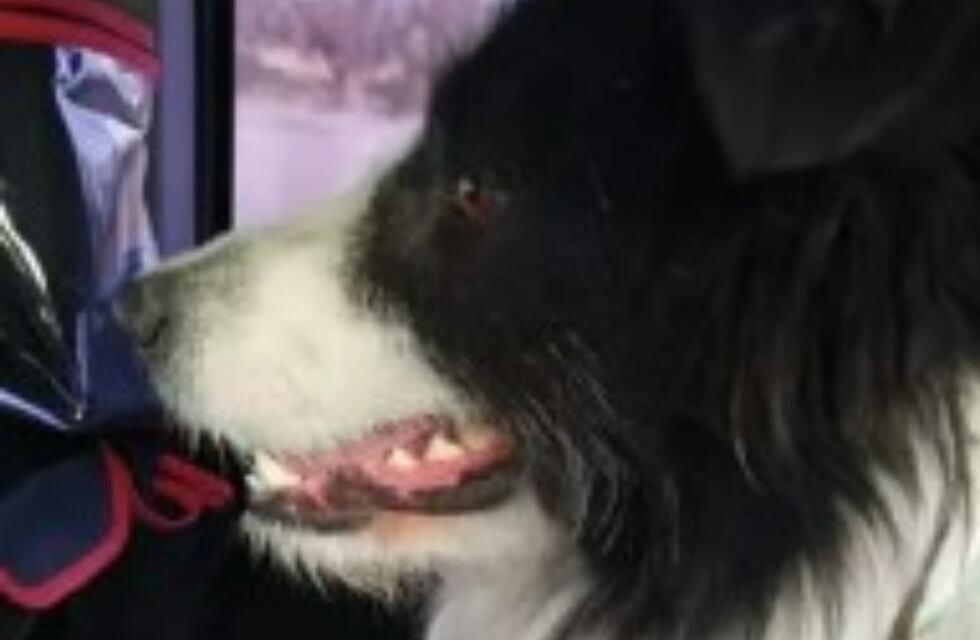 Hasta que la muerte los separe: conocé la emocionante historia del perrito que se quedó al lado de su amigo atropellado