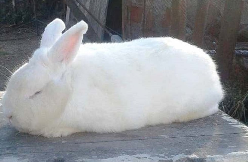 Premian a un conejo de Córdoba en el Uruguay