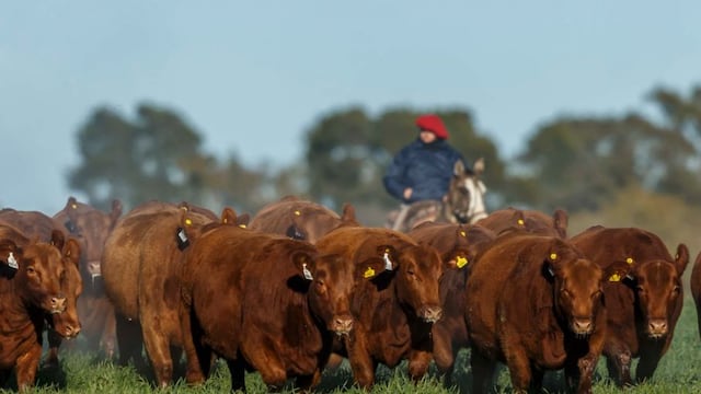 El precio de venta será determinado por buenas carácteristicas que se dan por genética y cuidado