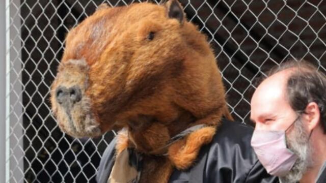 Un hombre disfrazado de carpincho quiso votar en Nordelta y no se lo permitieron.