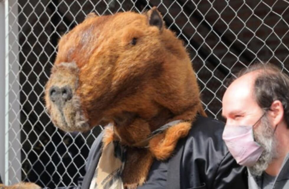 PASO 2021: fue a votar disfrazado de carpincho y se fue enojado