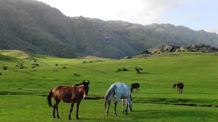 Una pradera entre las Sierras Grandes, en Villa Alpina (Calamuchita).