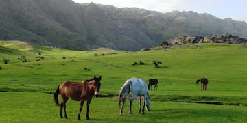 Una pradera entre las Sierras Grandes, en Villa Alpina (Calamuchita).