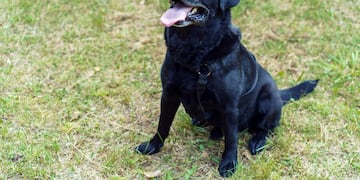 El perrito llegó solo a comprar en Córdoba.