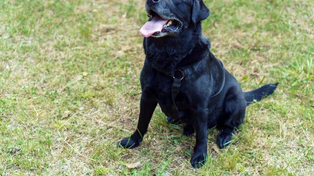 El perrito llegó solo a comprar en Córdoba.