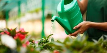 Verano: cómo cuidar tus plantas durante la temporada de calor.