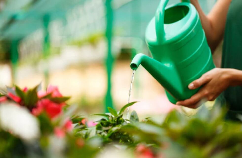 Verano: cómo cuidar tus plantas durante la temporada de calor