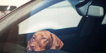 Una chaqueña dejó a su perro encerrado en el auto y se fue a tomar un café. (Imagen ilustrativa).