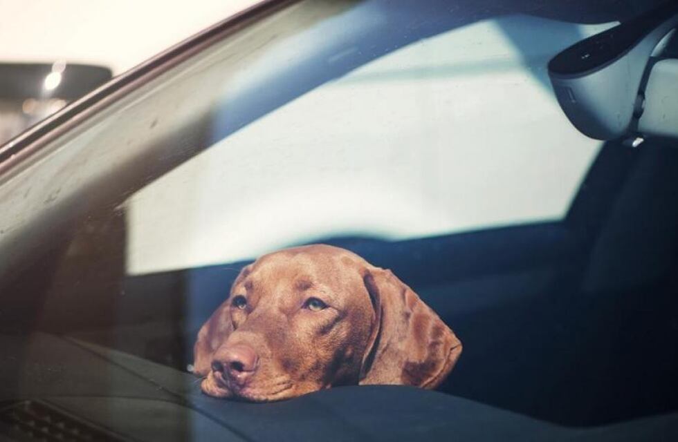 Chaqueña dejó encerrado a su perro en el auto bajo el sol, se fue a tomar un café y tuvieron que rescatarlo