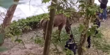 Los inspectores de tránsito terminaron el operativo cerca del cruce de calle Urquiza.