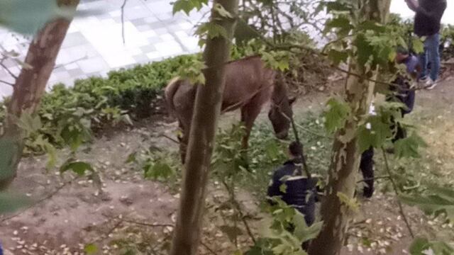 Los inspectores de tránsito terminaron el operativo cerca del cruce de calle Urquiza.
