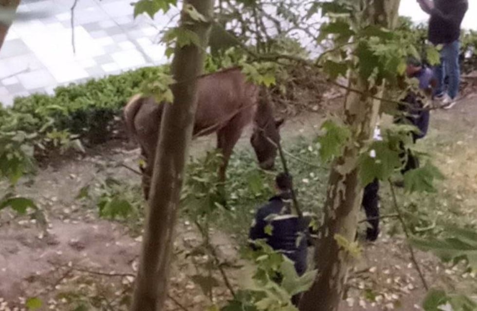 Caballo suelto sorprendió temprano a vecinos de Pichincha y llegó hasta Oroño