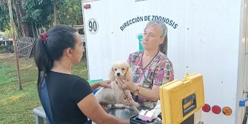 Esterilizaron más de 600 mascotas en Puerto Iguazú durante el 2023.