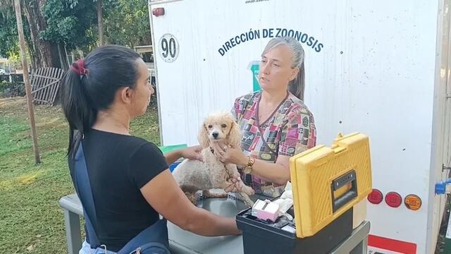 Esterilizaron más de 600 mascotas en Puerto Iguazú durante el 2023.