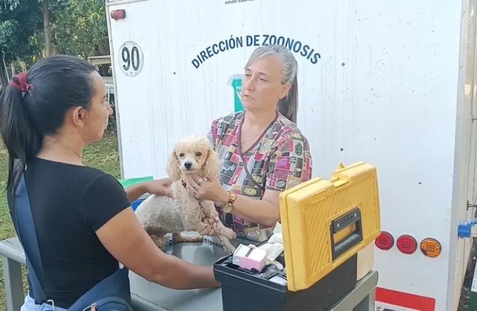 Esterilizaron más de 600 mascotas en Puerto Iguazú durante el 2023