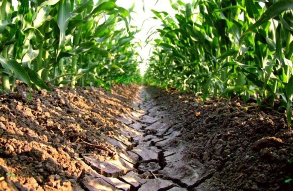 Frente a la escasez de lluvias, recomiendan medir el agua útil del suelo antes de tomar la decisión de siembra