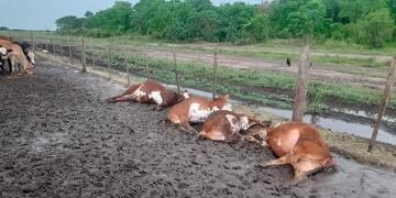 Un rayo mató a 65 terneros que estaban en un corral de Formosa.