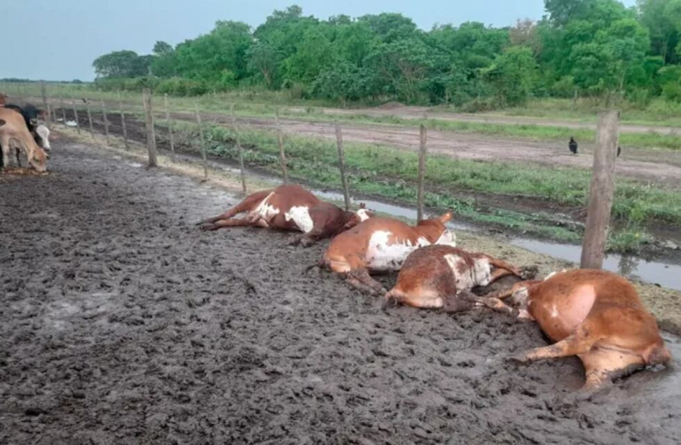 Durante una tormenta en Formosa, cayó un rayo y mató a 65 terneros