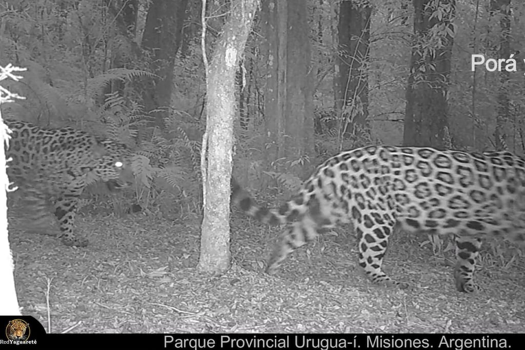 Registro alentador del yaguareté en el Parque Provincial Urugua-í.