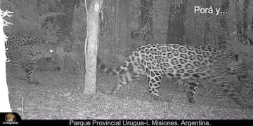 Registro alentador del yaguareté en el Parque Provincial Urugua-í.