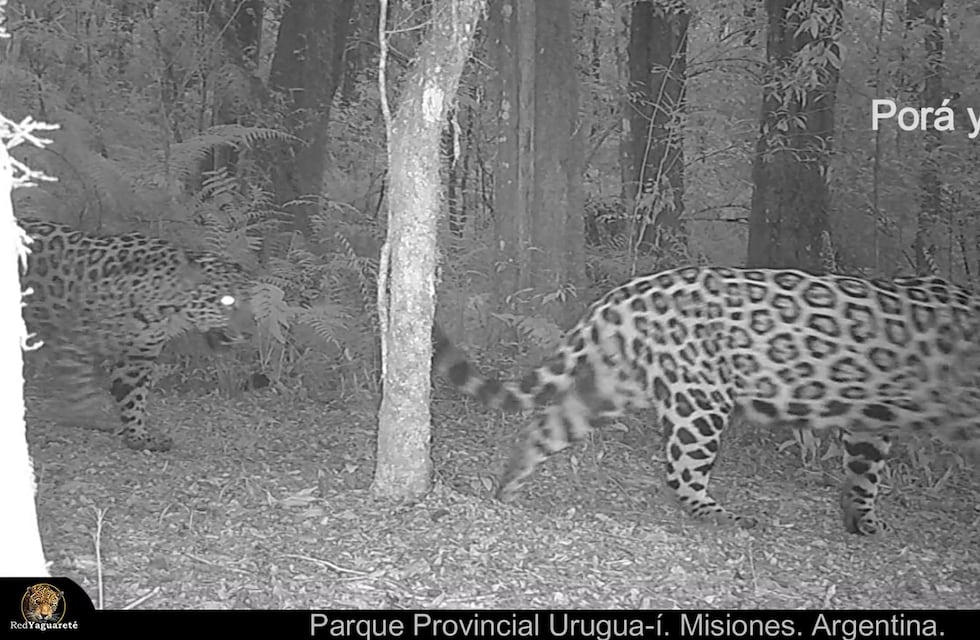 Registro alentador del yaguareté en el Parque Provincial Urugua-í