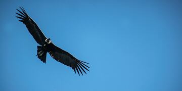 Un cóndor andino será liberado en San Luis.