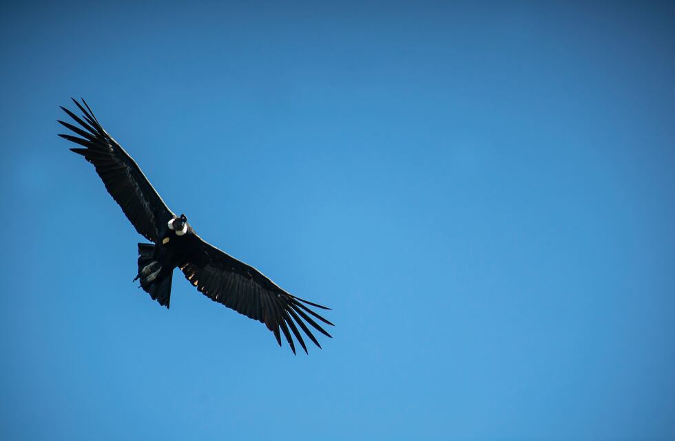 Conocé a Pullec Antu, el cóndor andino que será liberado en San Luis