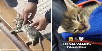 El gatito salvado con RCP en Chaco.
