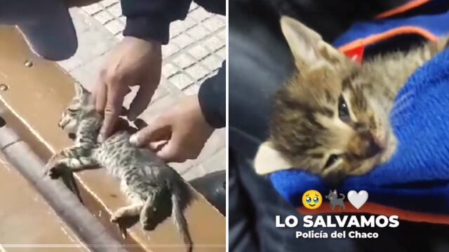 El gatito salvado con RCP en Chaco.
