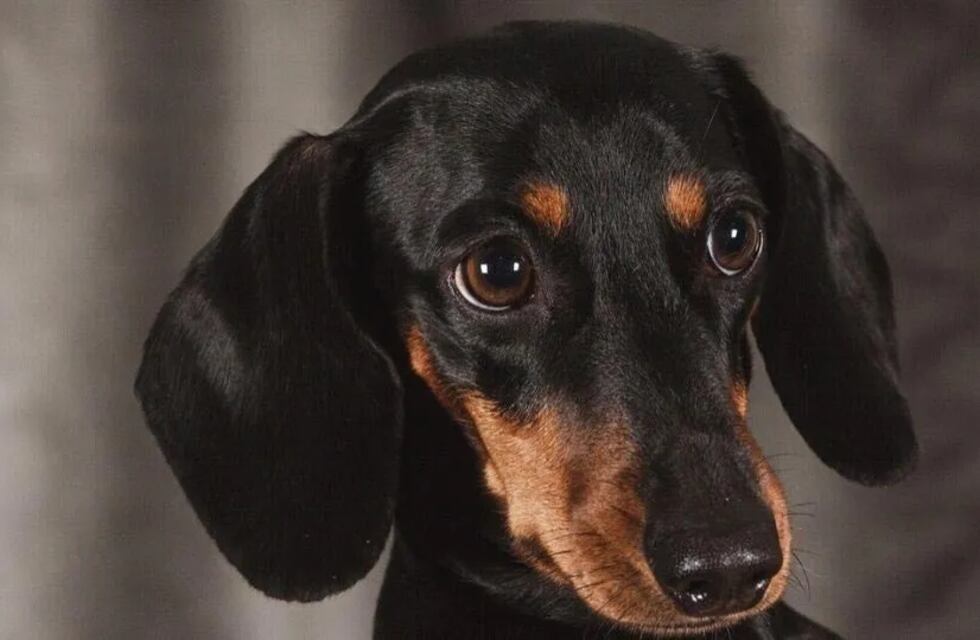 Dos abuelos sanjuaninos buscan desesperadamente a su gran compañera: una perrita salchicha