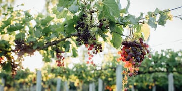 Las bodegas ofrecen vinos producidos con uvas tintas y blancas.