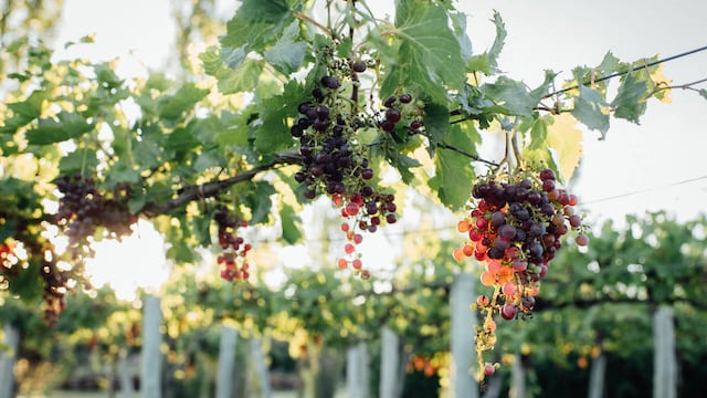 Las bodegas ofrecen vinos producidos con uvas tintas y blancas.