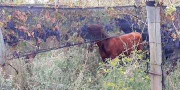 Los animales dándose un festión entre los viñedos en una finca en Junín. Foto Diario Uno
