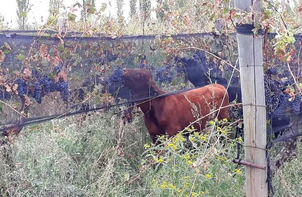 Molesto por el precio de la uva, dejó que el ganado se alimente de la viña