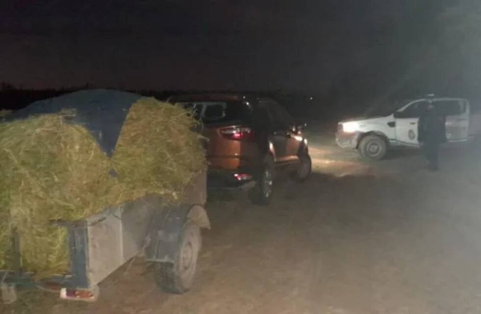 Robó alfalfa de una chacra pero se arrepintió en el camino y confesó el delito