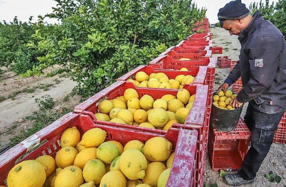 La cosecha del limón argentino disminuyó casi un 30% debido al clima frío y seco según el USDA
