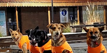 Ochos perros necesitan un hogar.