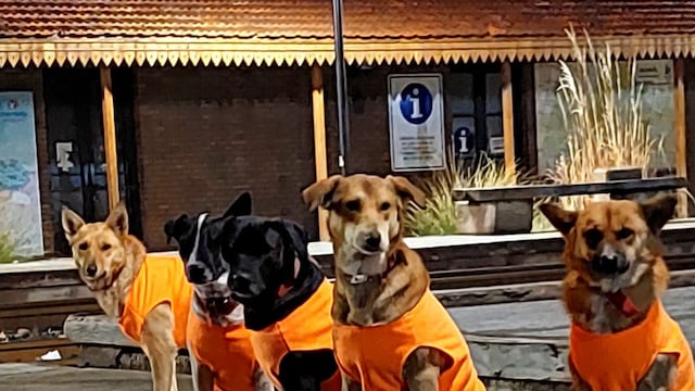 Ochos perros necesitan un hogar.