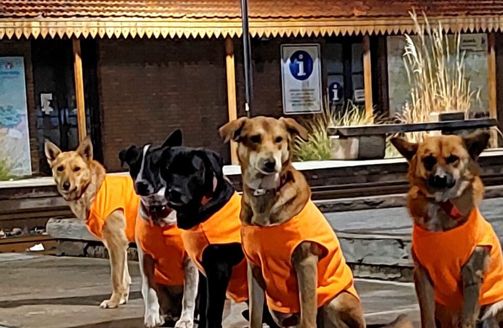 Los vecinos de Maipú buscan encontrar hogar a 8 perros que viven en una estación del metrotranvía