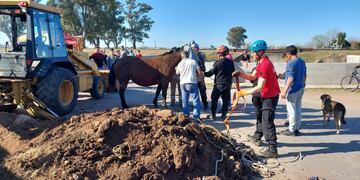 La yegua que logró ser rescatada