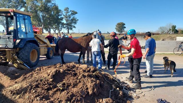 La yegua que logró ser rescatada