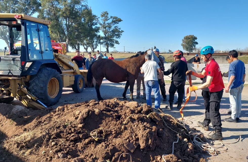 Rescataron una yegua preñada que había caído en un pozo